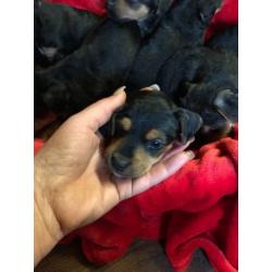 Beautiful Patterdale x Lakeland terrier pups