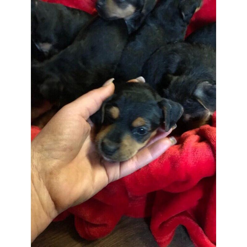Beautiful Patterdale x Lakeland terrier pups