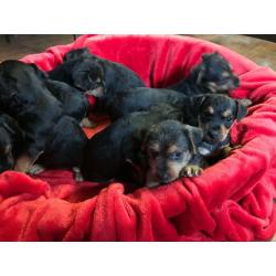 Beautiful Patterdale x Lakeland terrier pups