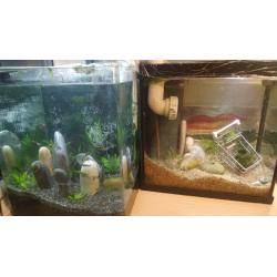 2 Connected aquaria, the best student lockdown hobby