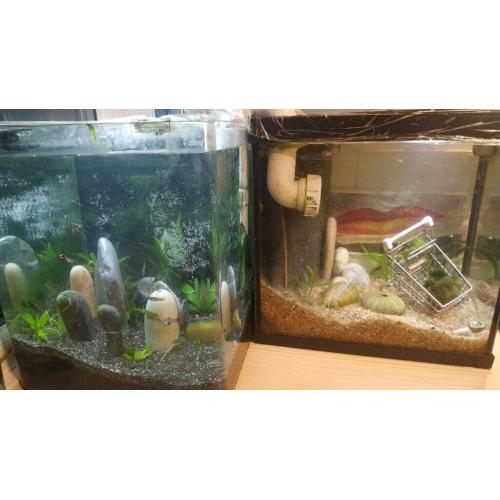 2 Connected aquaria, the best student lockdown hobby