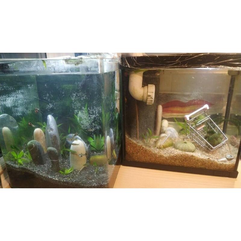 2 Connected aquaria, the best student lockdown hobby