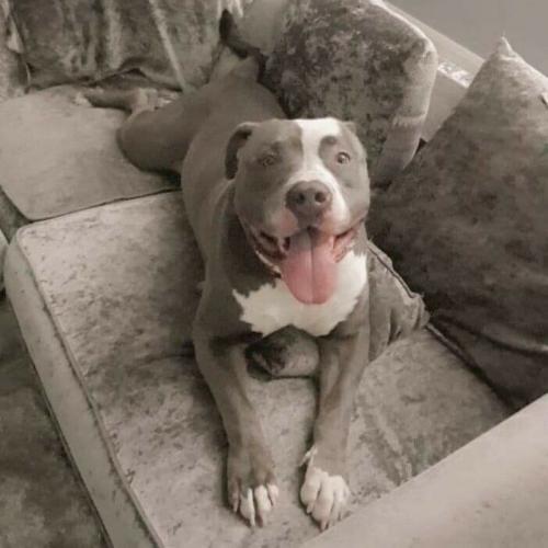 Xl American Bulldog