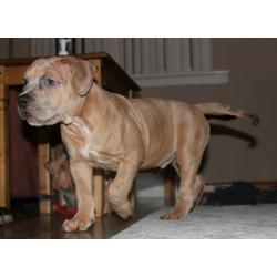 AMERICAN BULLY XL PUPPIES