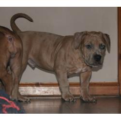 AMERICAN BULLY XL PUPPIES