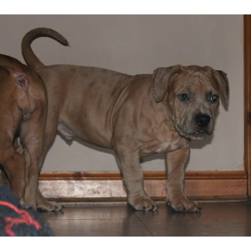 AMERICAN BULLY XL PUPPIES
