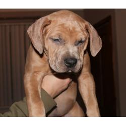 AMERICAN BULLY XL PUPPIES