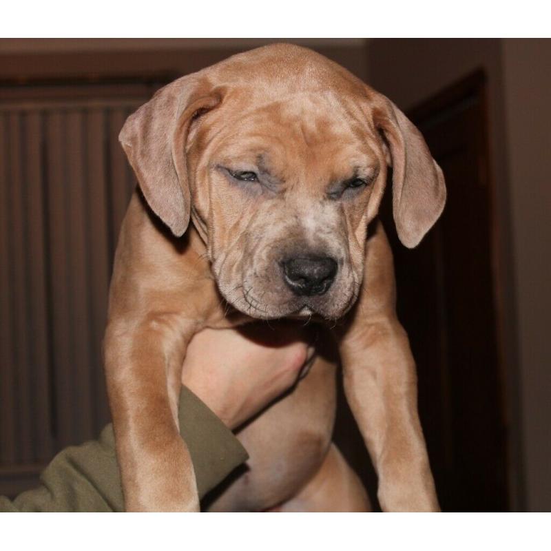 AMERICAN BULLY XL PUPPIES