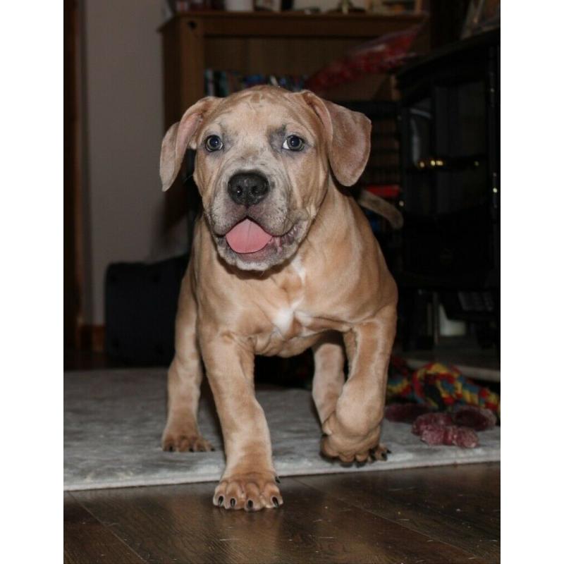 AMERICAN BULLY XL PUPPIES