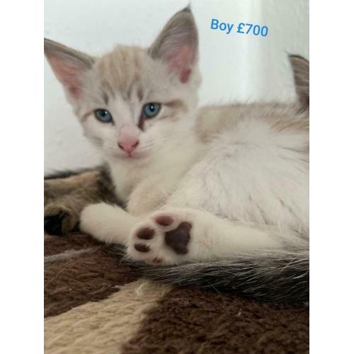 snow bengal cross