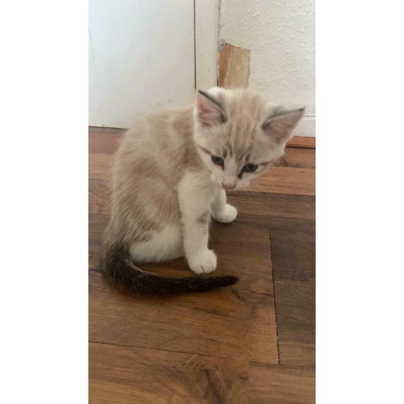 snow bengal cross
