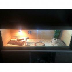 Bearded dragon and full setup