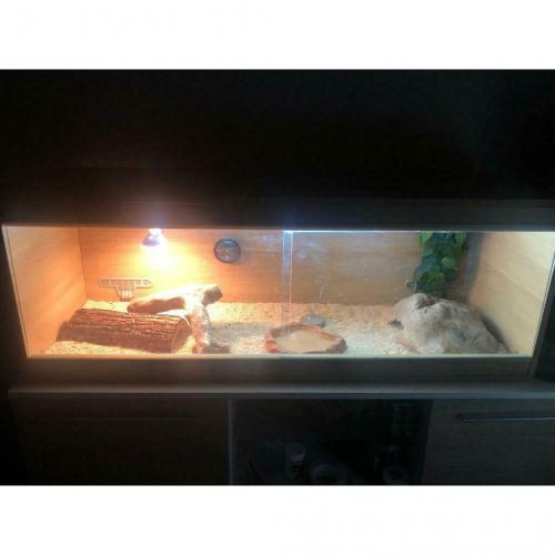 Bearded dragon and full setup