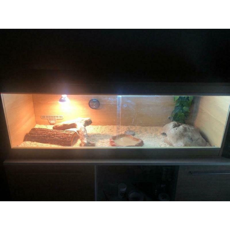 Bearded dragon and full setup