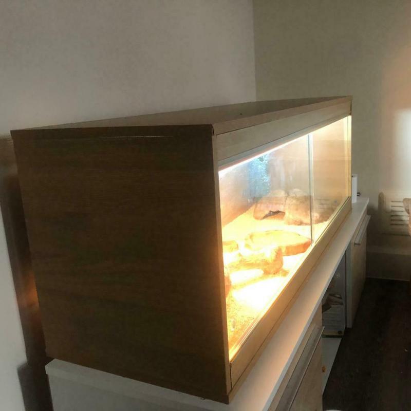 Bearded dragon and full setup