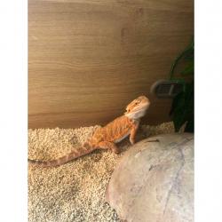 Bearded dragon and full setup