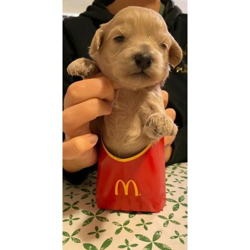 Cavapoochon puppies