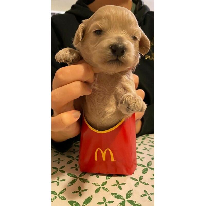 Cavapoochon puppies