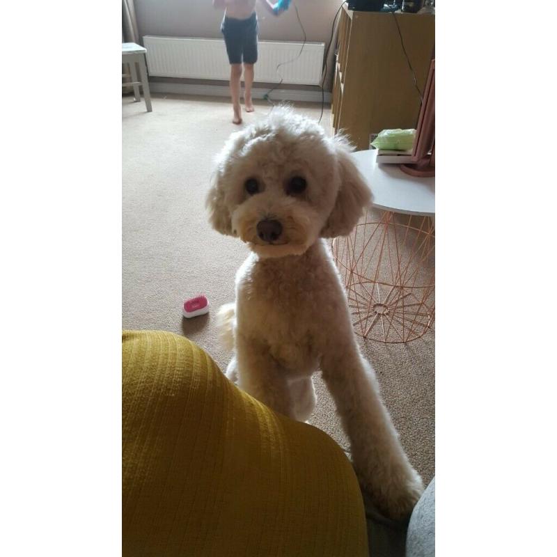 Cavapoochon puppies