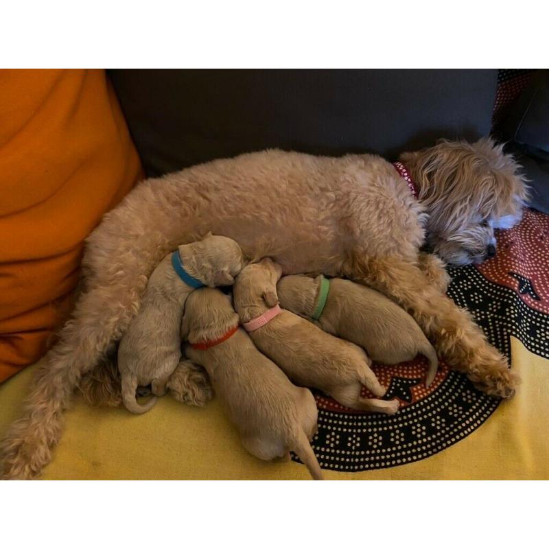 Cavapoochon puppies