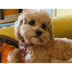 Cavapoochon puppies