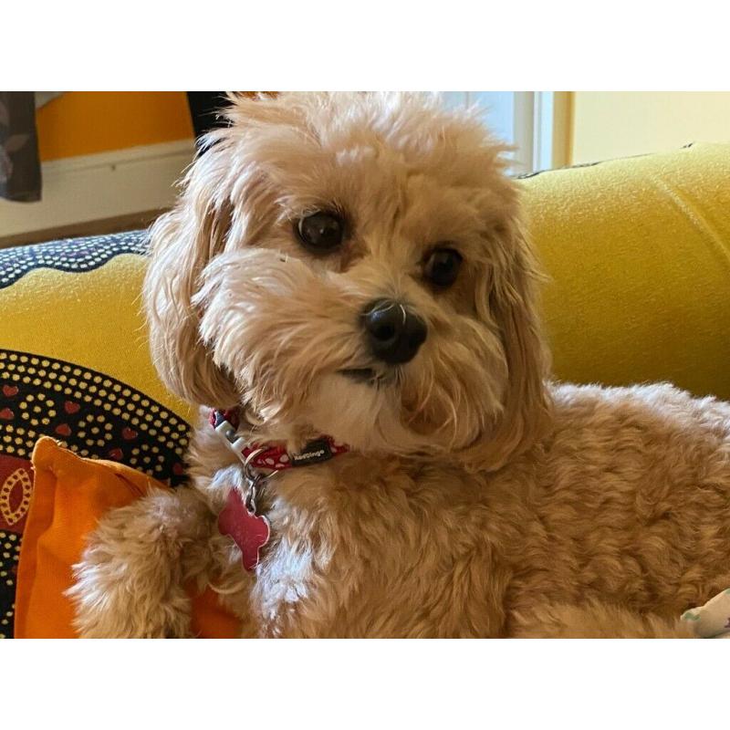 Cavapoochon puppies