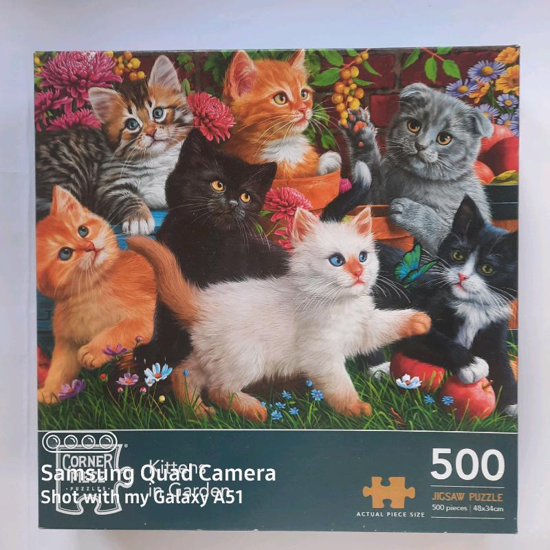 Kittens in Garden
