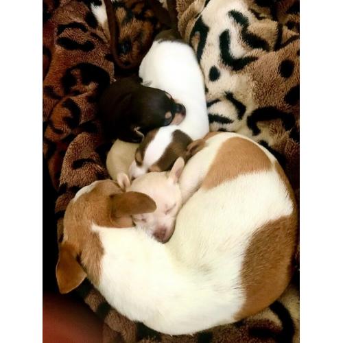 Beautiful Chihuahua Cross Puppies