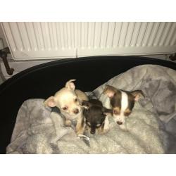 Beautiful Chihuahua Cross Puppies