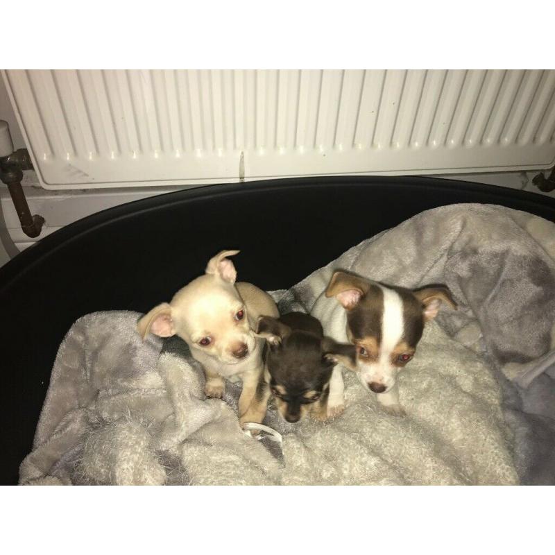 Beautiful Chihuahua Cross Puppies