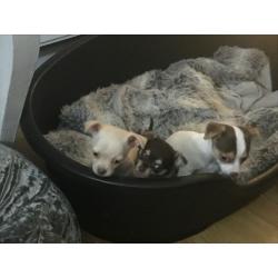 Beautiful Chihuahua Cross Puppies
