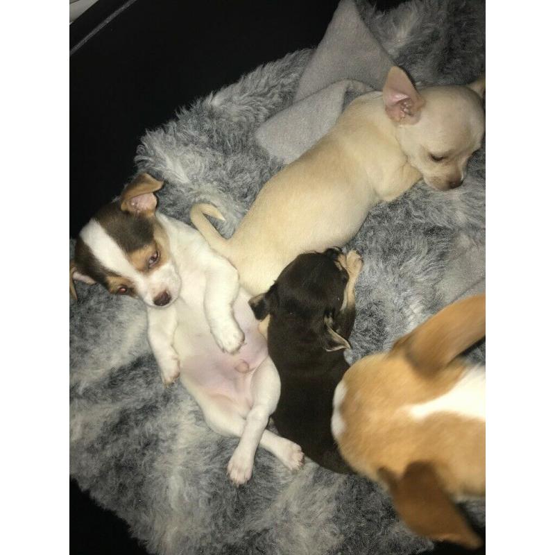 Beautiful Chihuahua Cross Puppies