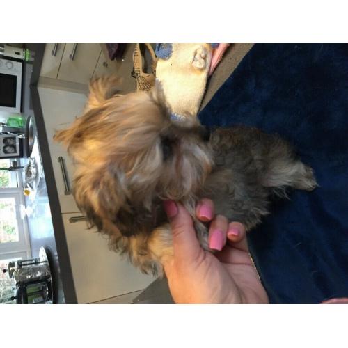 Little Malchies for sale