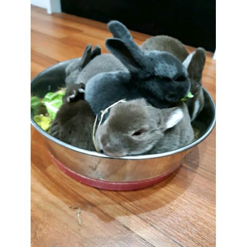 Adorable baby Mini Rex rabbits.