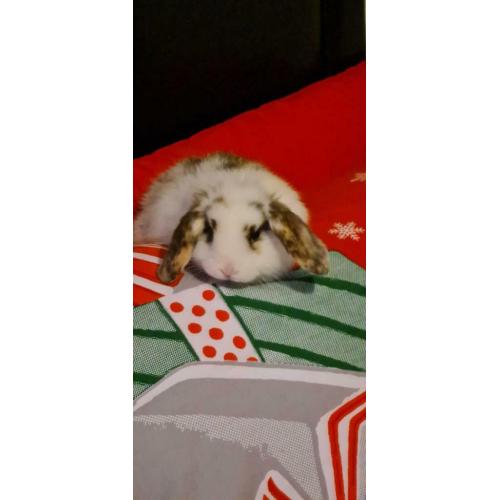 Mini lop bunnies