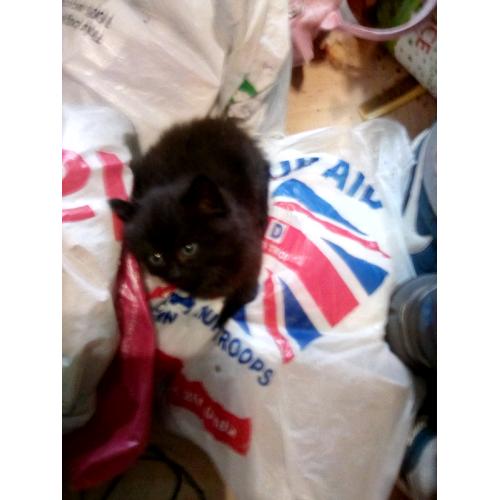 Kittens for sale