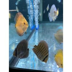 Discus fish for sale