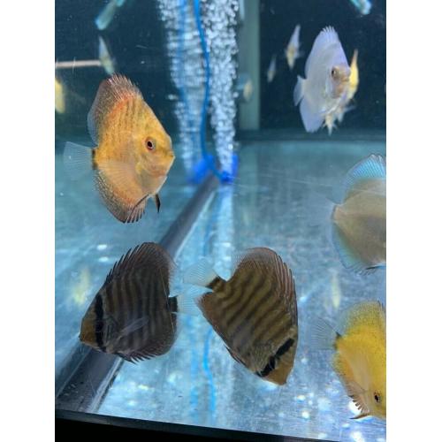 Discus fish for sale
