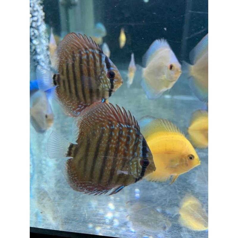 Discus fish for sale
