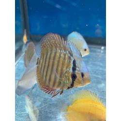 Discus fish for sale