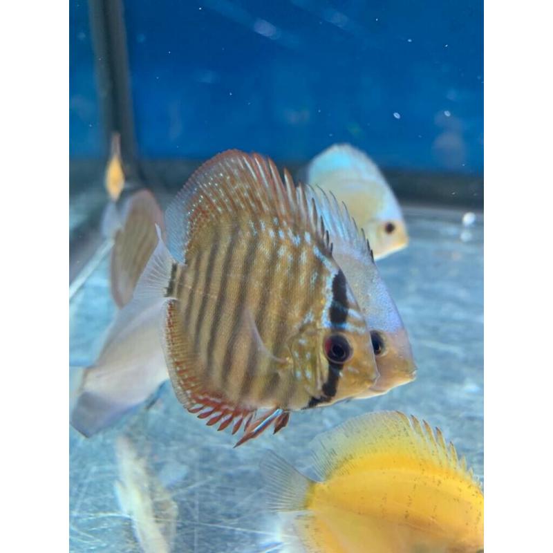 Discus fish for sale