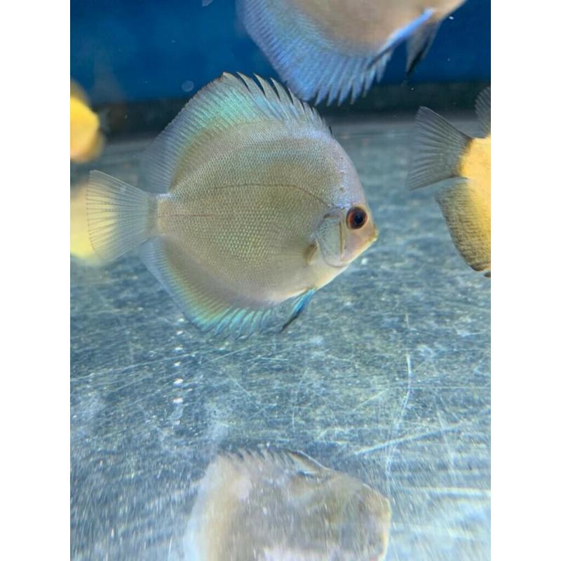 Discus fish for sale