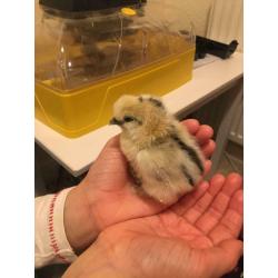 Silkie chicks