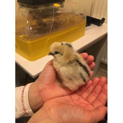 Silkie chicks