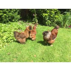 Silkie chicks