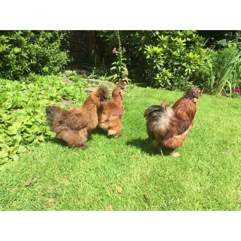 Silkie chicks