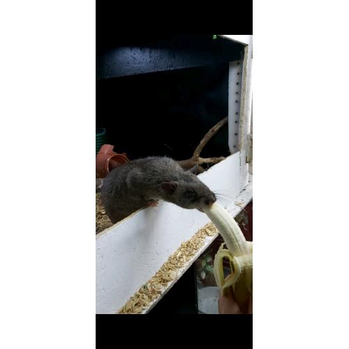 Gambian Pouched Rat