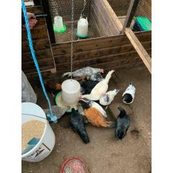 Selection of poultry for sale
