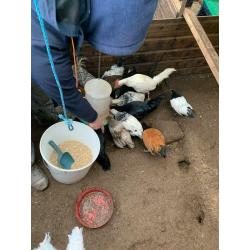 Selection of poultry for sale
