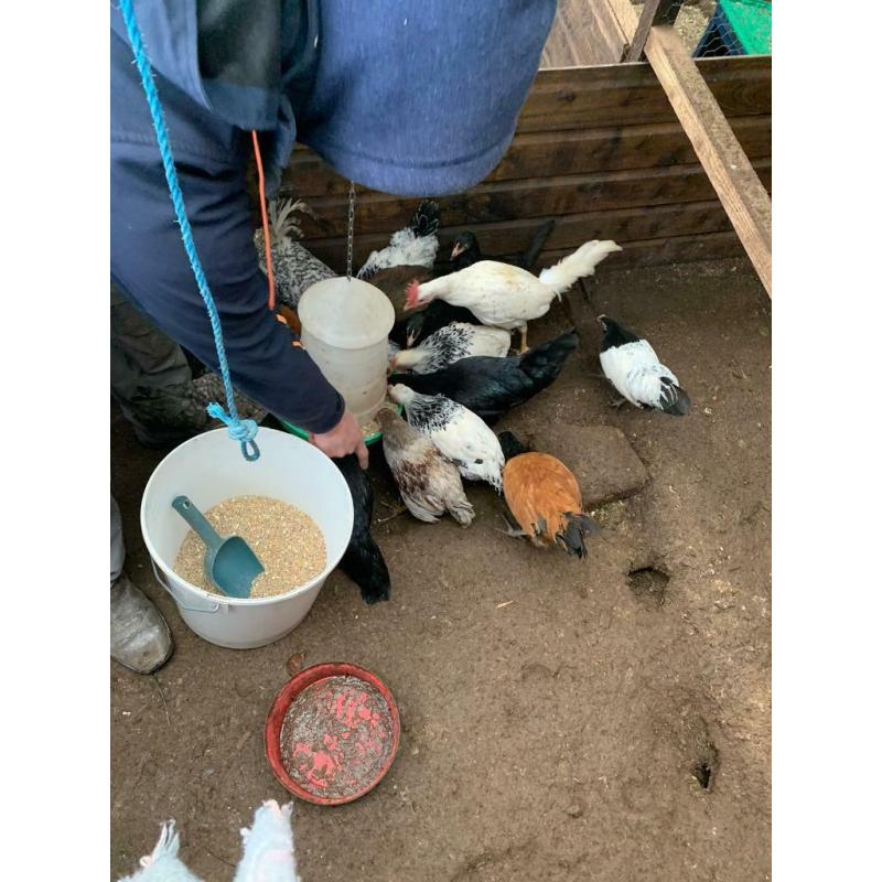 Selection of poultry for sale